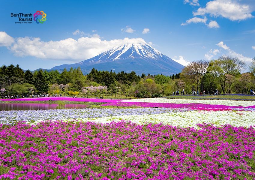 Du Lịch Nhật Bản: Ngắm Hoa Tử Đằng - Tokyo - Phú Sĩ - Odaiba - Nikko - Ibaraki 